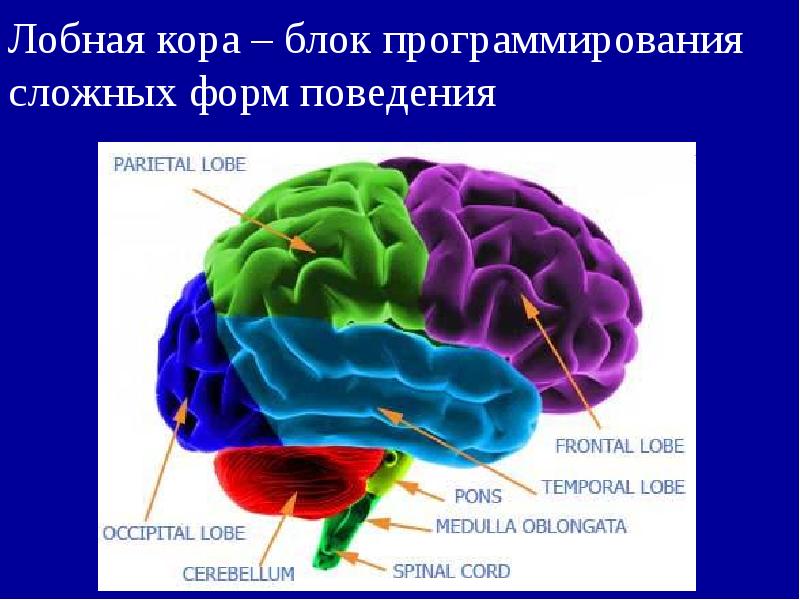 Лобная кора – блок программирования сложных форм поведения Лобная кора – блок программирования сложных форм поведения