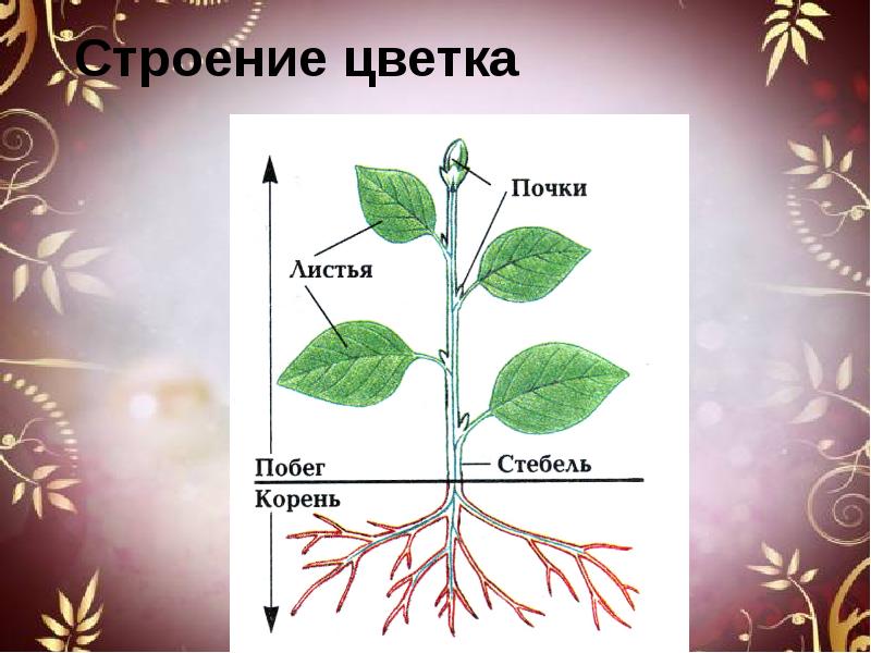 Развитие речи презентация цветы