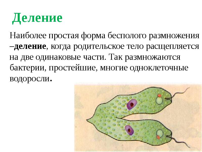 Бесполое размножение презентация 9 класс биология