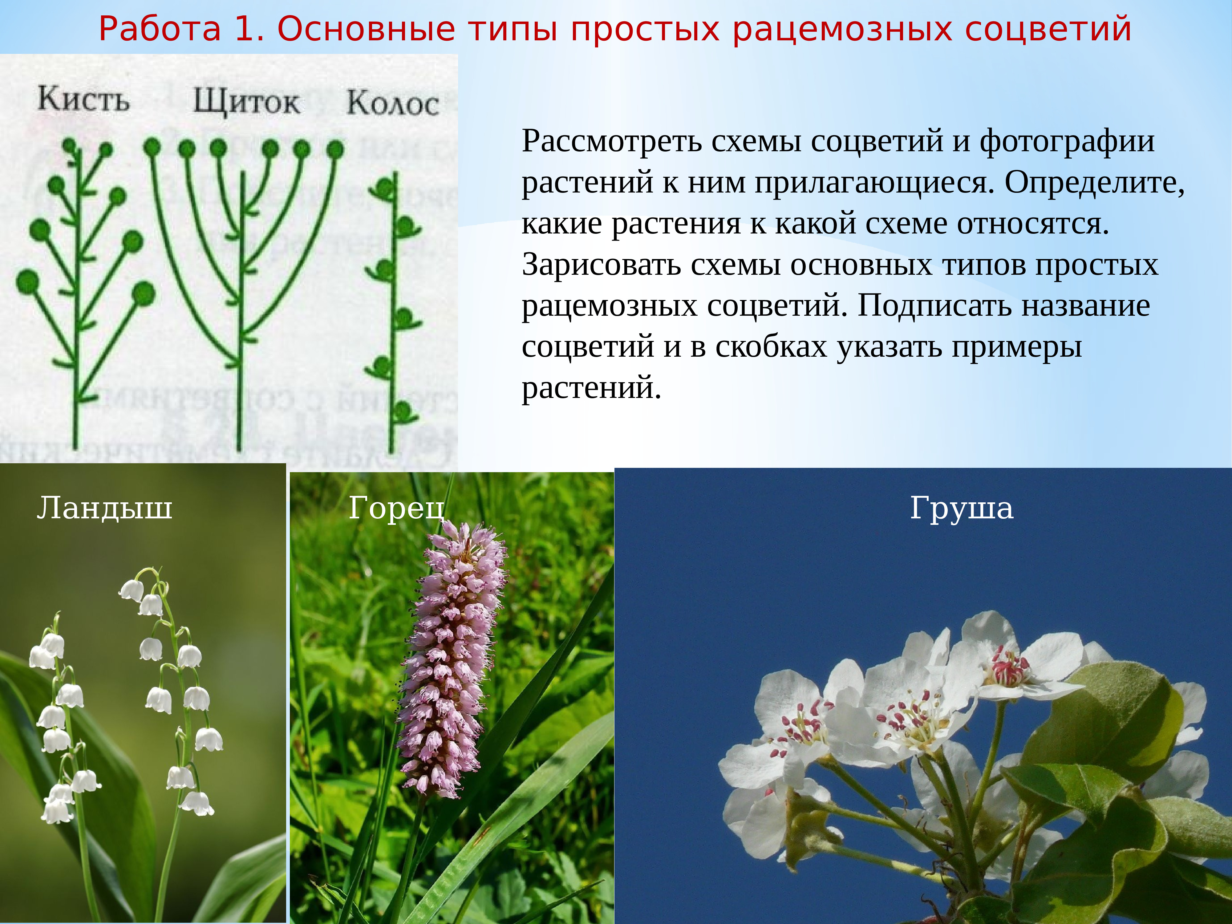 Простой початок. Соцветие клевера. Соцветие различных растений. Цветы с соцветием кисть. Соцветие кисть примеры растений.