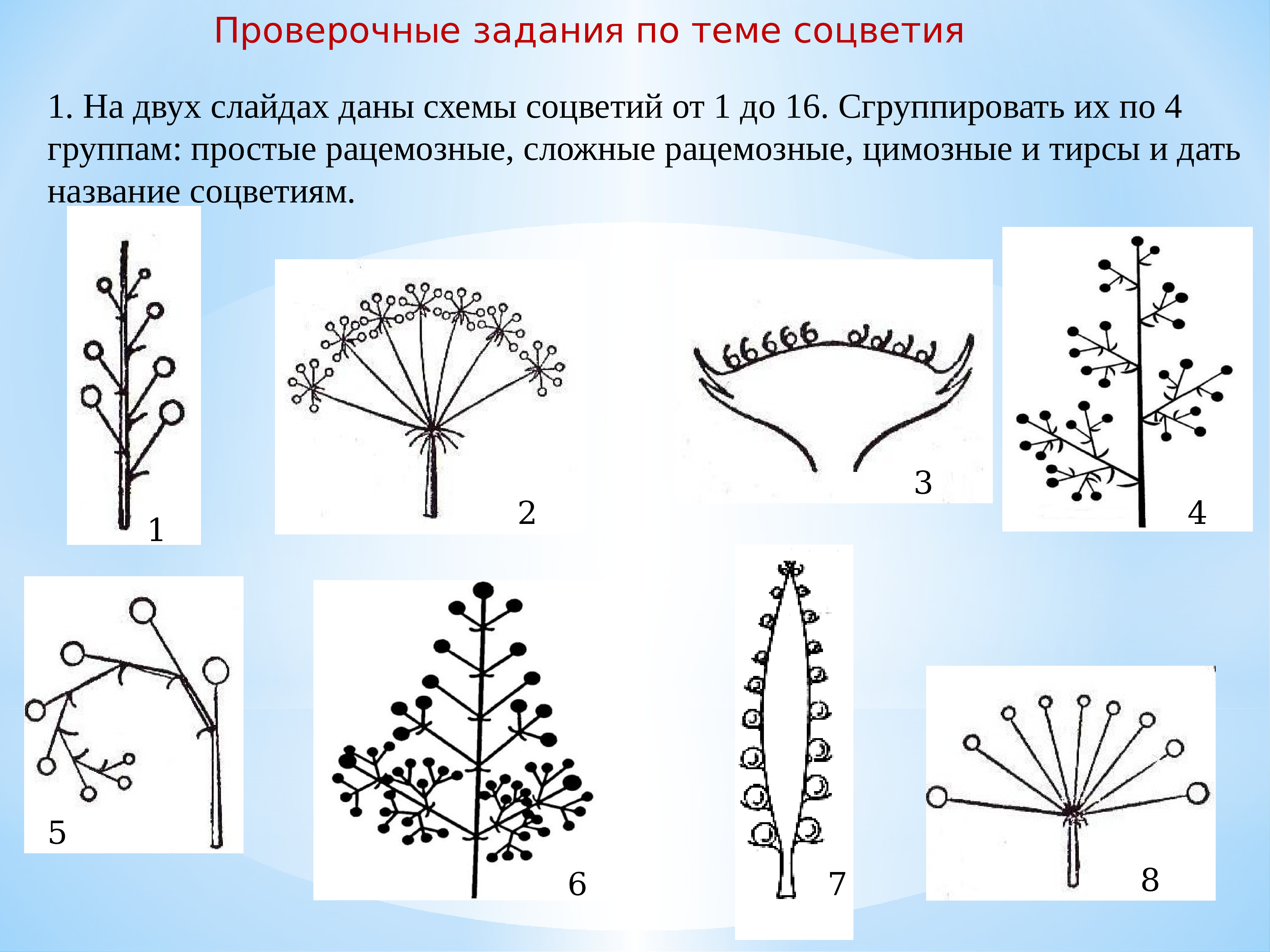 Какая схема соцветия изображена на рисунке