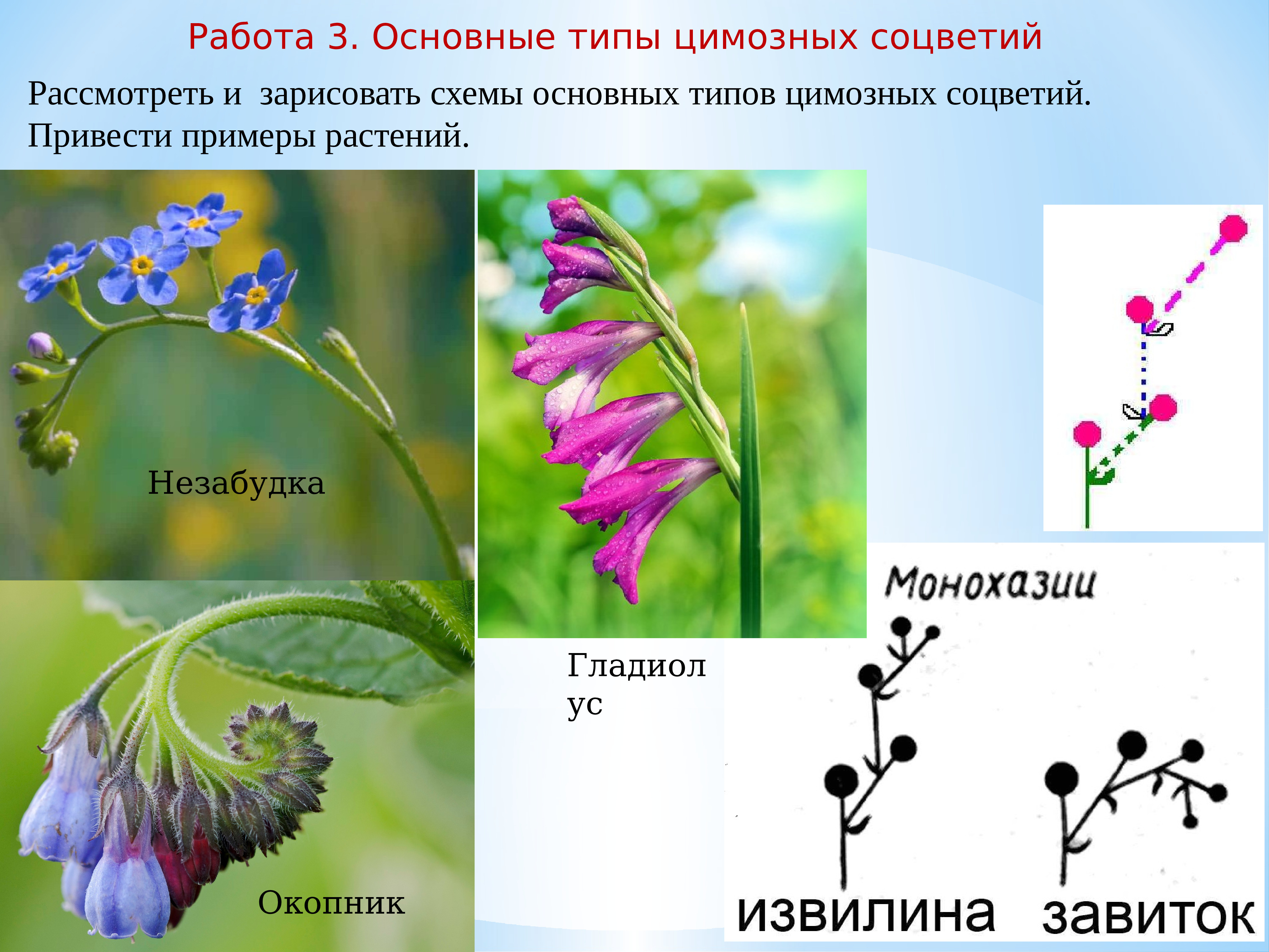 Примеры про растения. Монохазий соцветие. Цимозные соцветия. Монохазий соцветие извилина. Монохазий завиток соцветие.