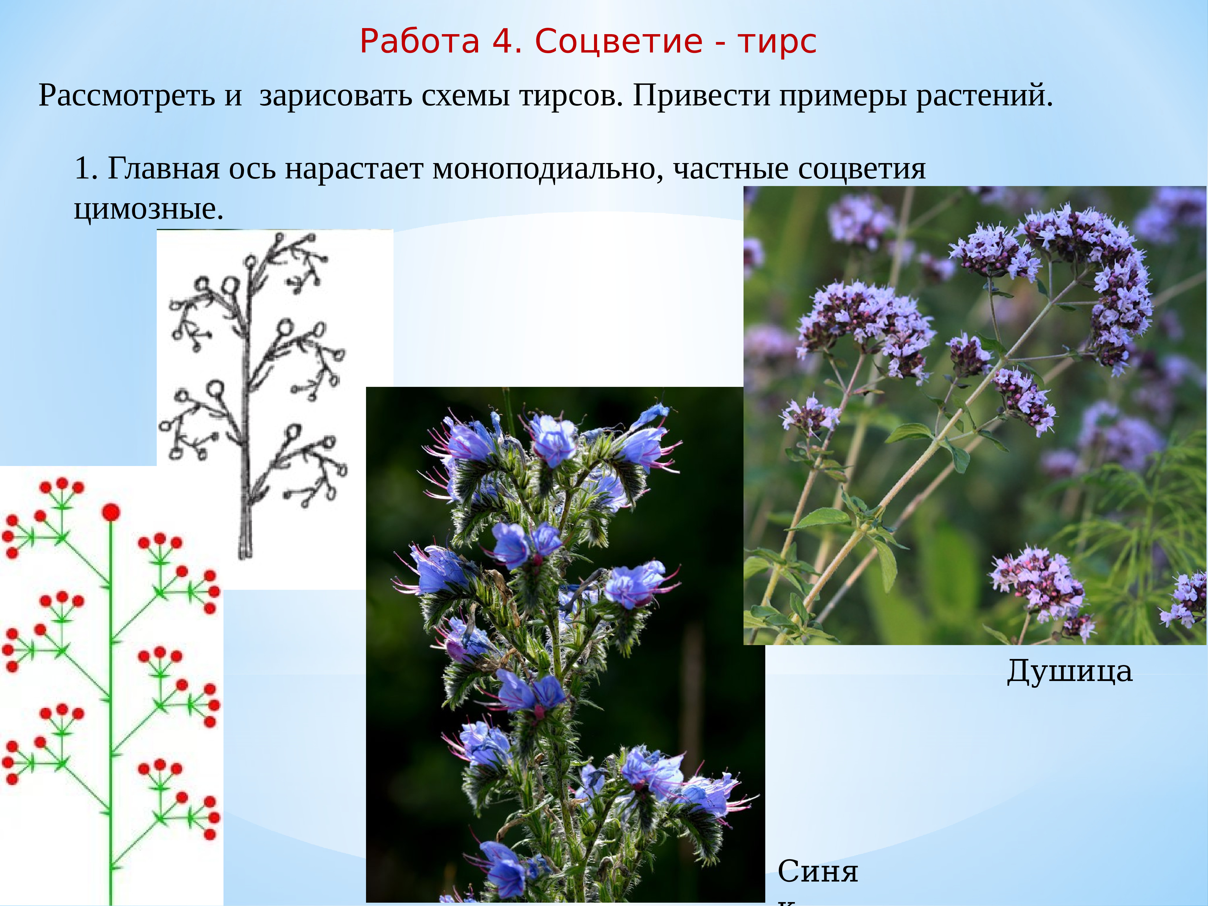 Лекарственные растения Курской области