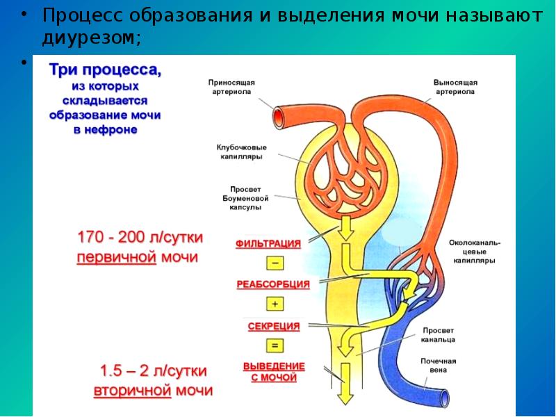 Образование первичной мочи схема