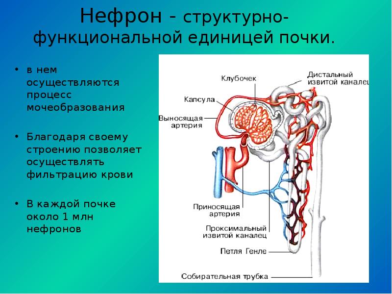 Рисунок капсула нефрона