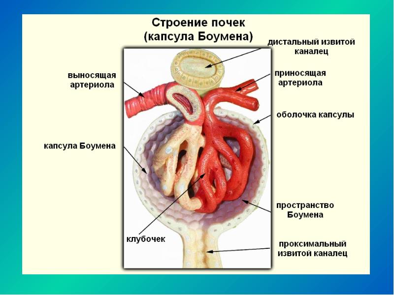 Эпителий внутренней стенки капсулы шумлянского боумена имеет