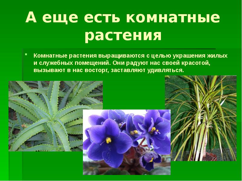 Комнатные растения в классе - презентация, доклад, проект скачать