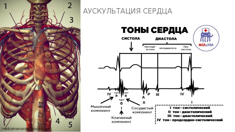 Точки аускультации сердца рисунок