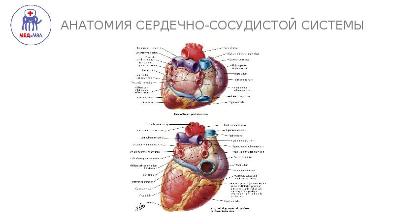 Сердечно сосудистая система анатомия. Анатомия сердечно-сосудистой системы в. и. Козлов книга. Козлов анатомия сердечно сосудистой системы. 3. Анатомия сердечно-сосудистой системы. Сердечно-сосудистая система у детей.