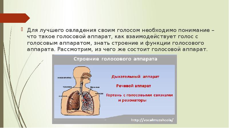 Функции голоса