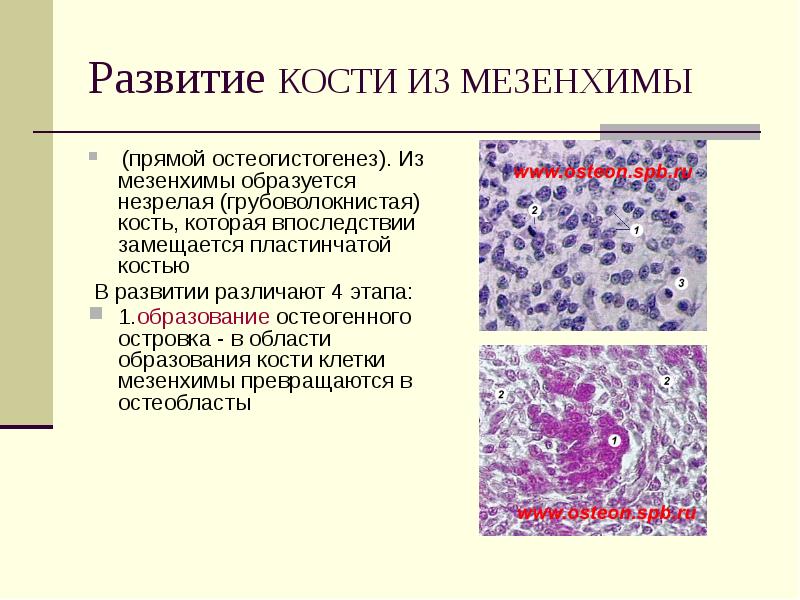 Хрящевая ткань презентация