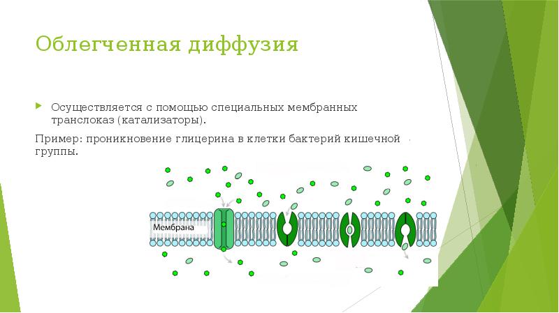 Облегченная диффузия. Примеры облегченной диффузии. Облегченная диффузия это физиология. Облегченная диффузия биохимия.