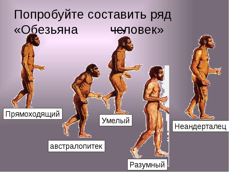 Человек обезьяна название. От какой обезьяны произошел человек. Происхождение человека. Эволюция человека с названиями. Происхождение человека от обезьяны.