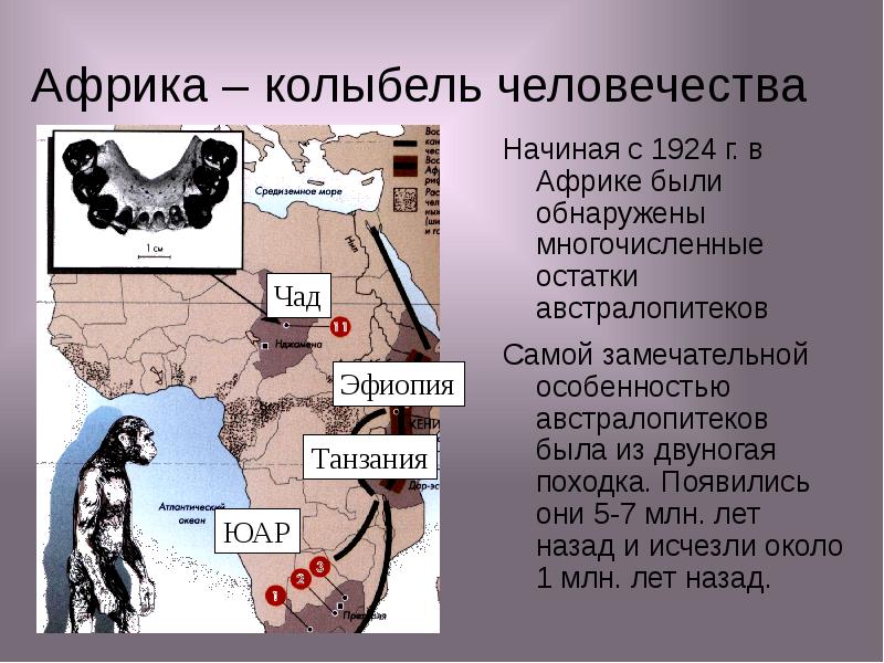 Африка колыбель человечества презентация