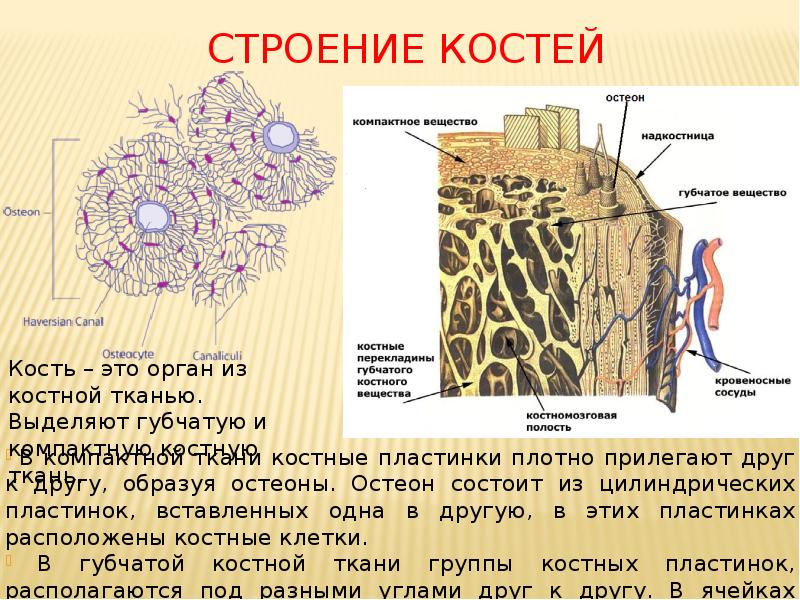 Слой живых клеток способных делиться и образовывать клетки других тканей обозначен на рисунке цифрой