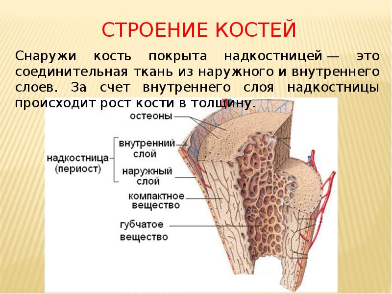 Надкостница рисунок с подписями