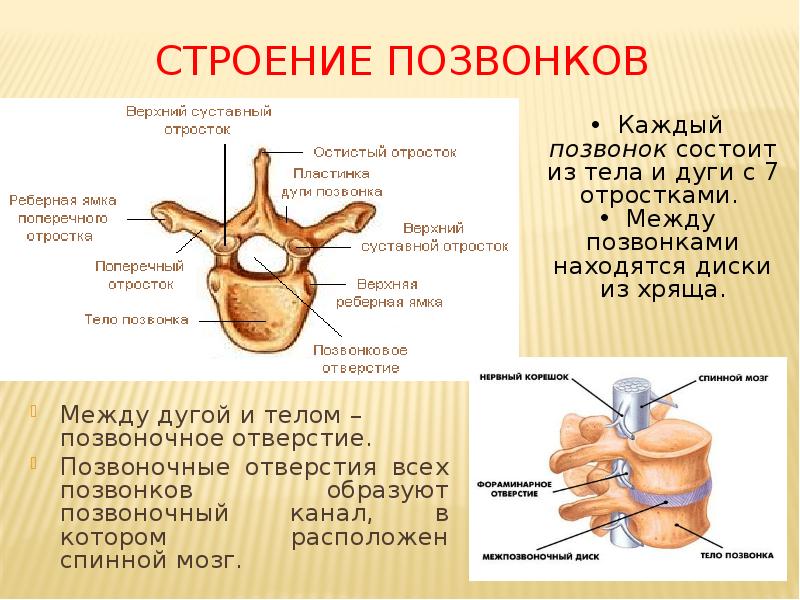 Какими цифрами на рисунке обозначены суставные поверхности и боковые отростки