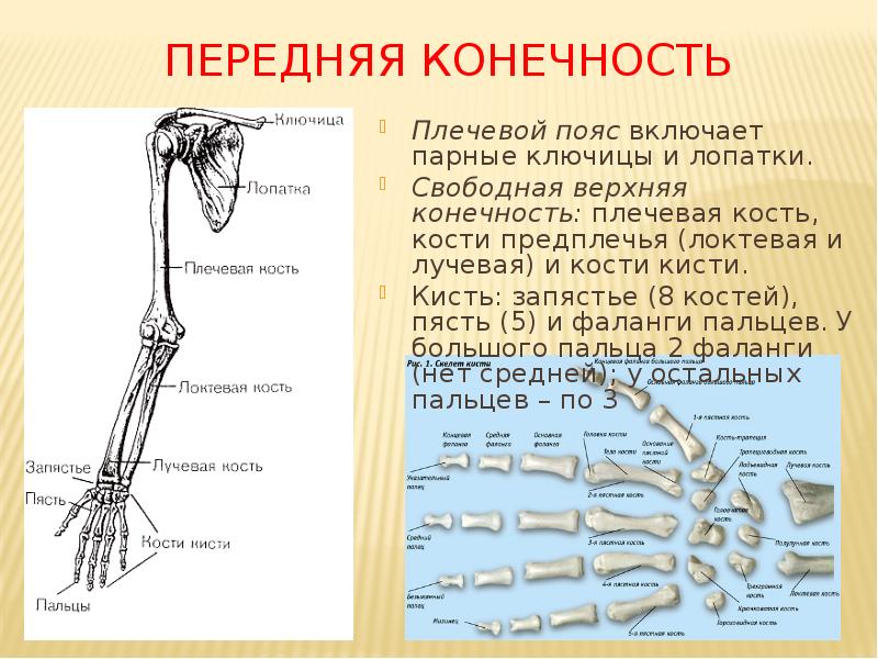 Строение скелета руки человека фото с описанием костей