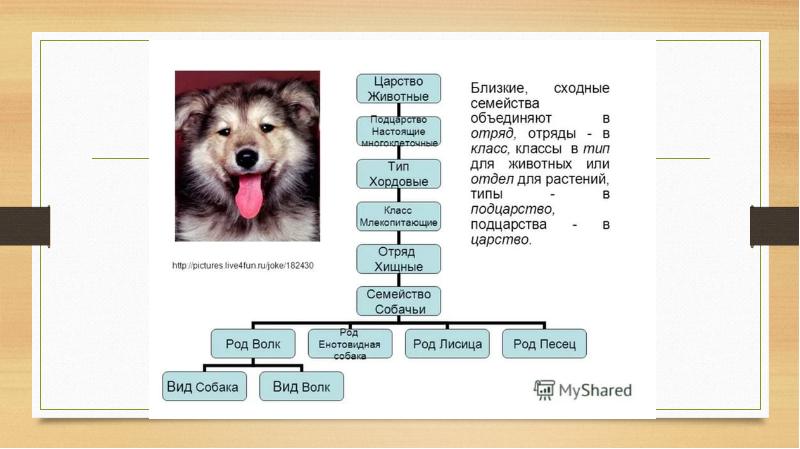 Схема род вид класс