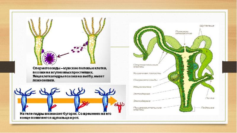 Клетки кишечнополостных рисунок