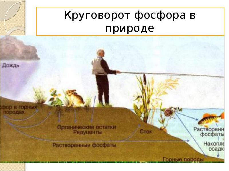 Презентация средообразующая деятельность живого вещества