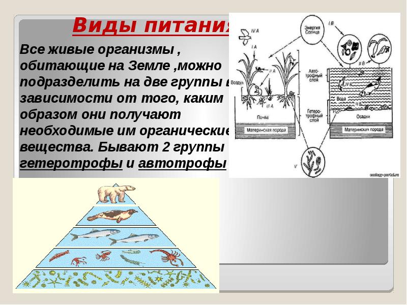 Типы клеточного питания фотосинтез и хемосинтез 10 класс презентация