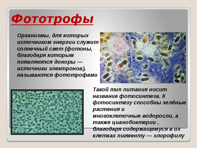 В чем заключается сходство и различие автотрофного питания у фото и хемосинтезирующих бактерий