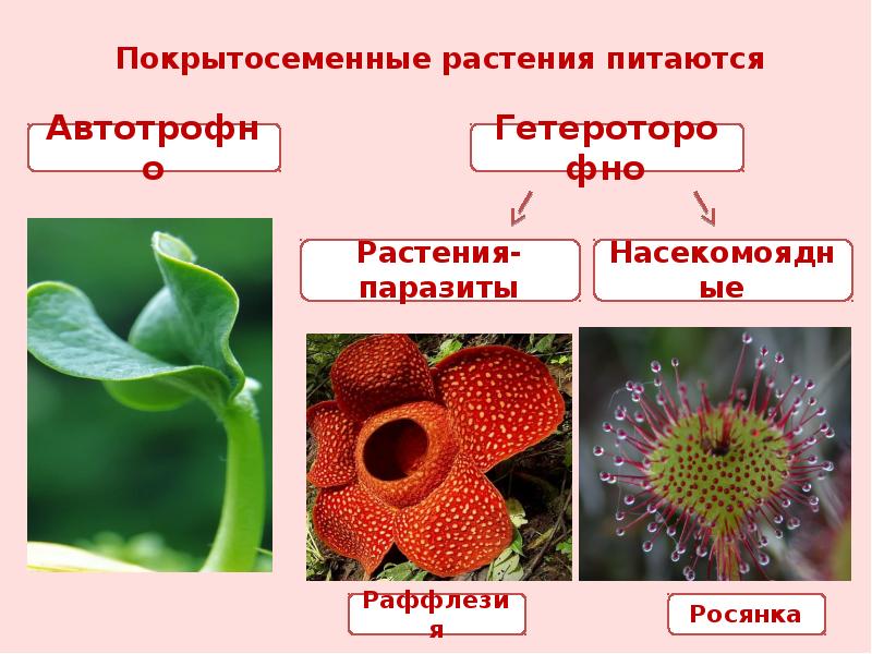 Общая характеристика покрытосеменных презентация