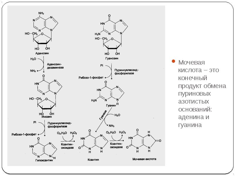 Мочевая кислота конечный продукт