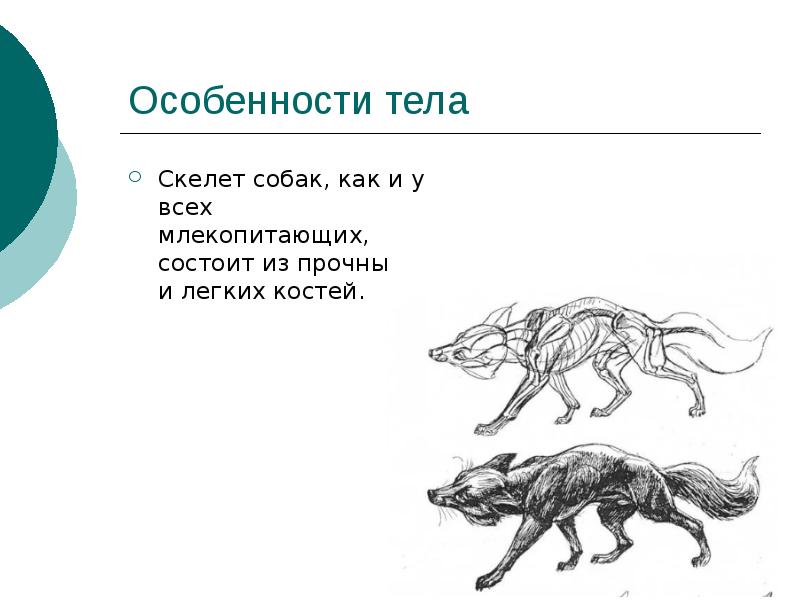 Проект собака друг человека 4 класс презентация