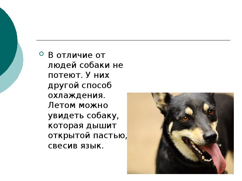 Роль собак в жизни человека проект 4 класс