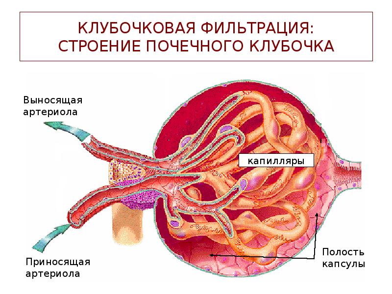 Клубочковая фильтрация. Клубочковая фильтрация физиология. Строение почечного клубочка. Клубочковая фильтрация почек. Строение клубочка почки.