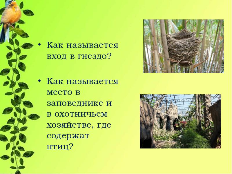 Где содержат птиц. Как называется место где живут птицы в зоопарке. Кто летает и поет с нами рядышком живет. Как называется человек которого проверяют гнезда.