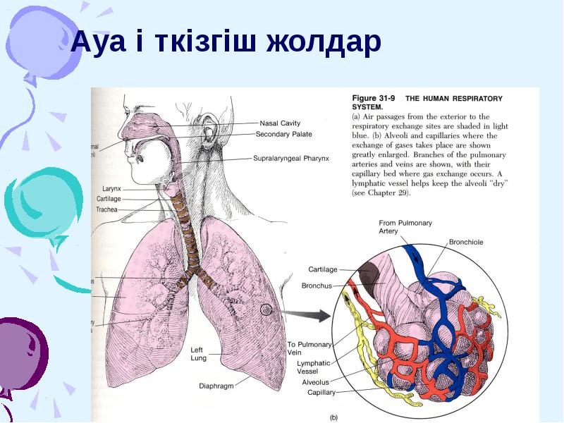 Ауа өткізгіш жолдар Ауа өткізгіш жолдар