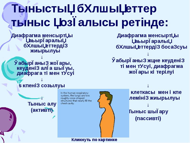 Тыныстық бұлшықеттер тыныс қозғалысы ретінде:
Диафрагма менсыртқы қаьырғаралық бұлшықеттердің жиырылуы
↓
Тыныстық бұлшықеттер тыныс қозғалысы ретінде:
Диафрагма менсыртқы қаьырғаралық бұлшықеттердің жиырылуы
↓
