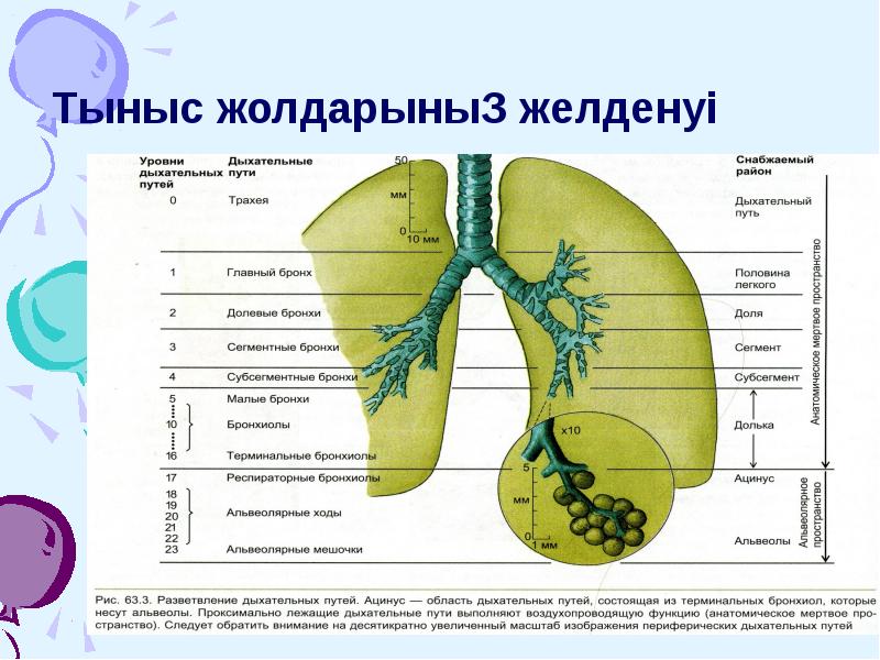 Тыныс жолдарының желденуі Тыныс жолдарының желденуі