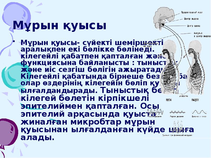Мұрын қуысы
Мұрын қуысы- сүйекті шеміршекті аралықпен екі бөлікке бөлінеді. Мұрын қуысы
Мұрын қуысы- сүйекті шеміршекті аралықпен екі бөлікке бөлінеді.