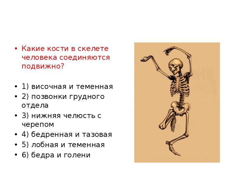 Для скелета не характерна. Подвижные кости в скелете. Какие кости в скелете человека соединяются подвижно. Подвижные кости в скелете соединены. Неподвижные кости в скелете человека.
