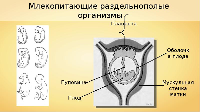 Презентация продление рода органы размножения 7