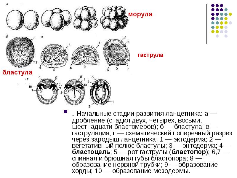 8 рассмотрите рисунок какие стадии развития зародыша обозначены цифрами