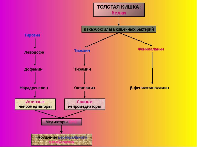Белок кишечник. Ложные медиаторы. Ложные нейромедиаторы. Тирозин Тирамин. Тирамин биохимия.