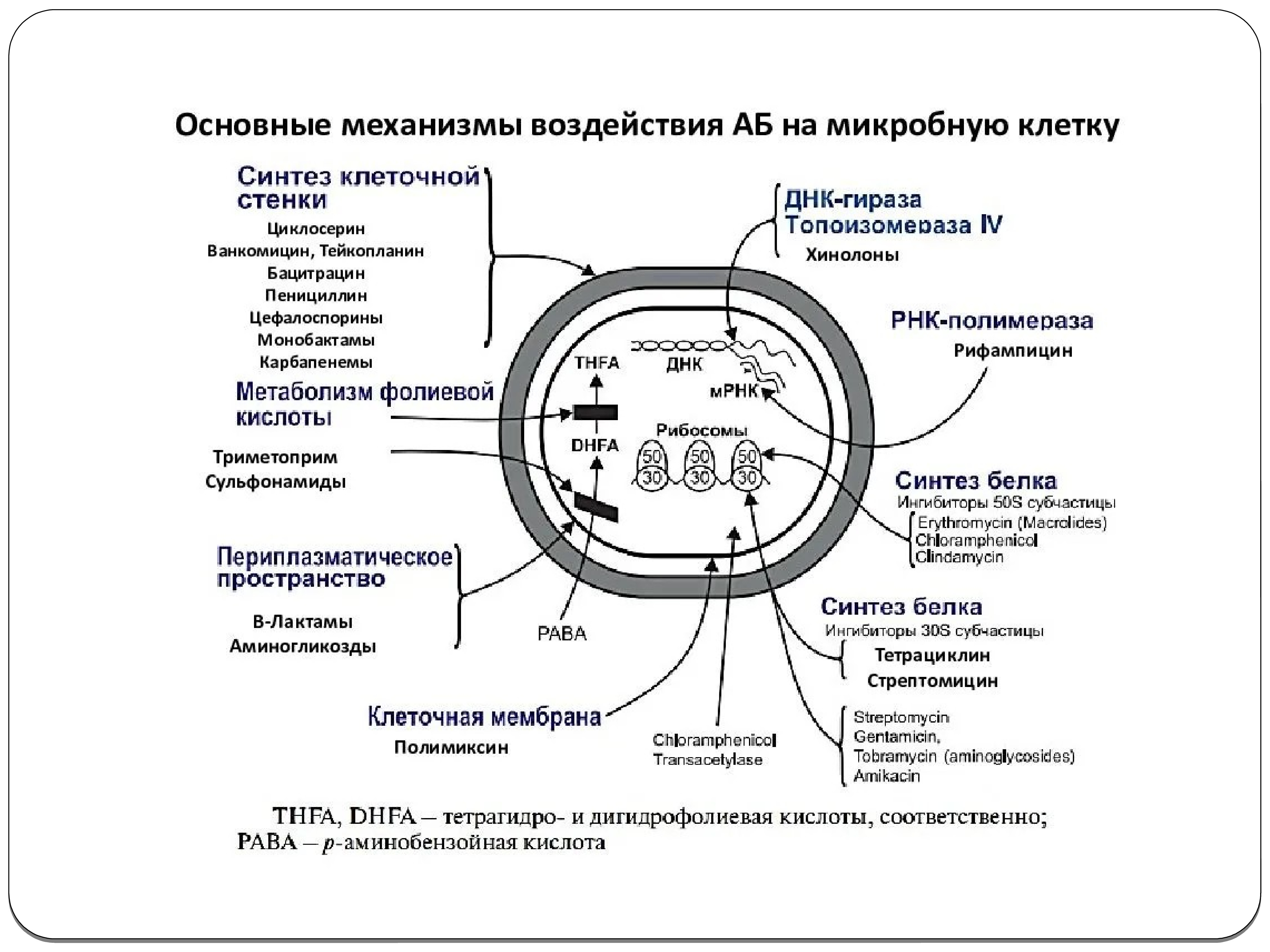 Формирование устойчивости к антибиотикам. Схема механизм устойчивости микробов к антибиотикам. Механизмы образования устойчивости микроорганизмов к антибиотикам. Механизмы формирования резистентности к антибиотикам. Основные механизмы устойчивости бактерий к антибиотикам.