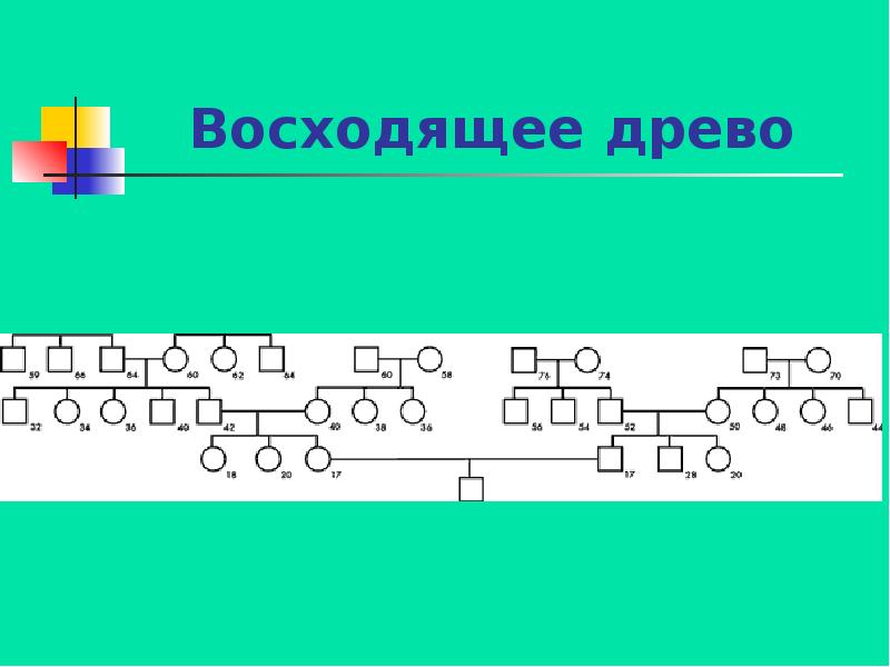 Побег на генеалогическом древе. Почитатели родословной. Восходящее Древо.