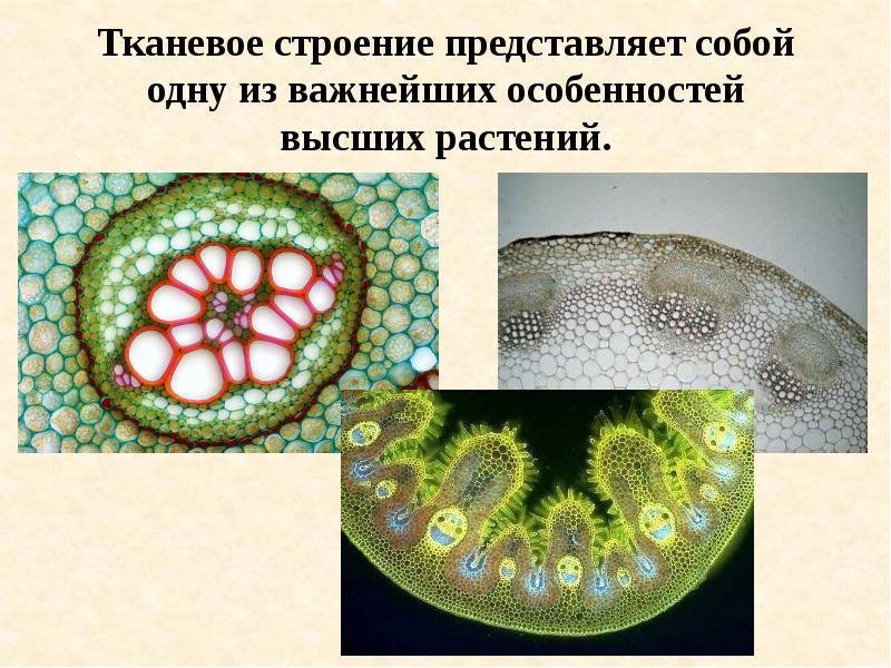 Схема строения корневища орляка