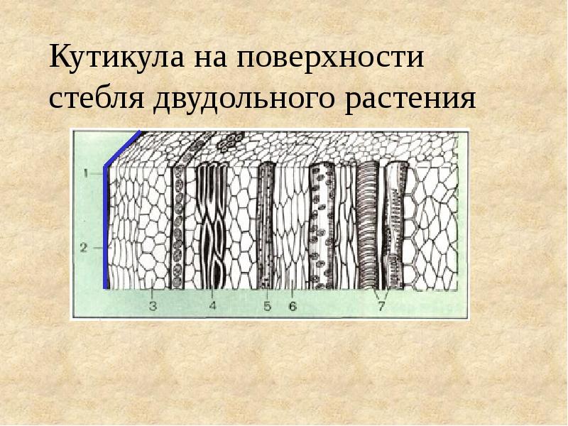 Кутикула у растений