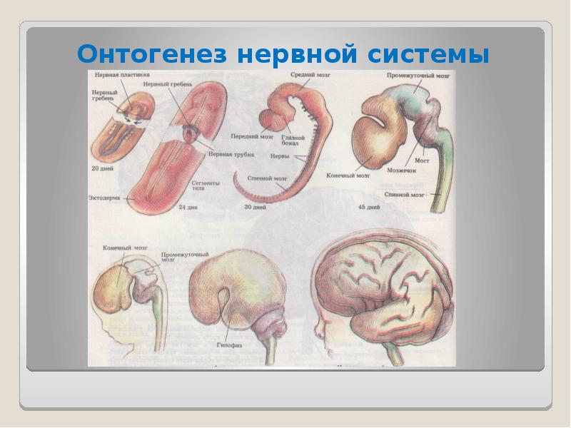 Онтогенез цнс презентация