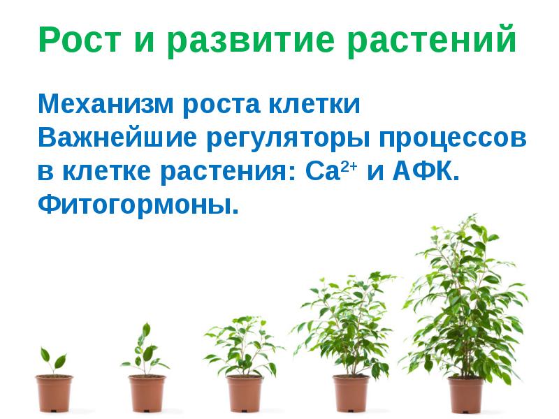 В чем особенность процесса роста у растений. Рост и развитие растений. Стадии роста растений. Рост растений. Стадии развития растений.