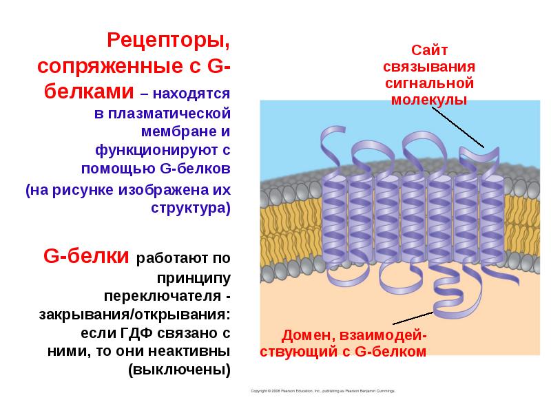 Белок рецептор. Рецепторы ассоциированные с g-белками. G-белок сопряженные рецепторы. Рецепторы, сопряжённые с g-белком. Рецепторы сопряженные с g-белками.