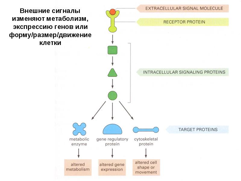 Как изменилась интенсивностьсинтеза и дыхания при перемещении растения в темную комнату