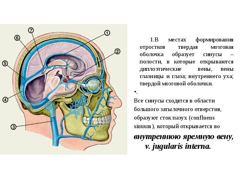 Оболочки головного мозга анатомия презентация